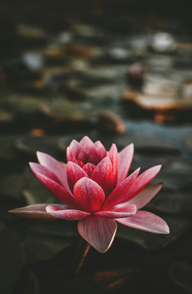 Image #1 from join smith